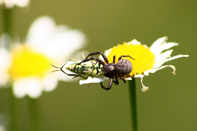 Xysticus sp.